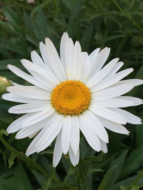 dasiy blooms|Daisy Blooms